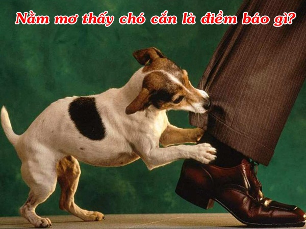 nam-mo-thay-cho-can-la-diem-bao