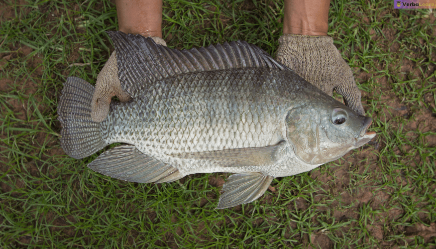 Mơ thấy cá rô
