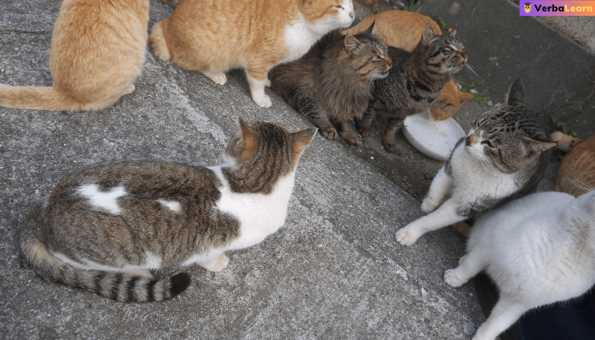 Mơ thấy đàn mèo