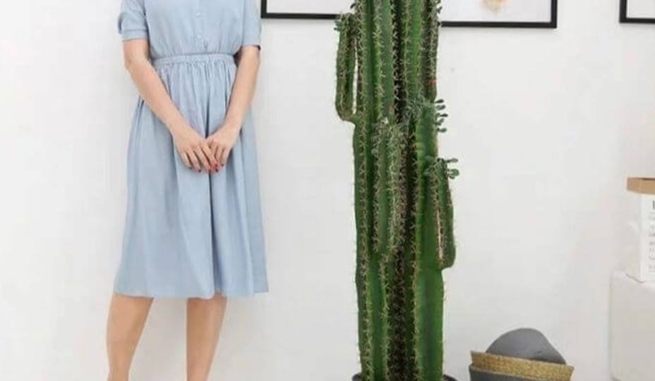 Những con số may mắn khi chiêm bao thấy cây mọc trong nhà