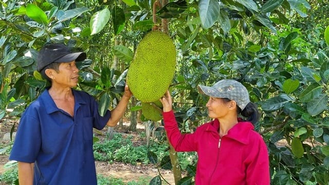 Đánh đề số mấy khi mơ thấy ăn mít cùng chồng/vợ?