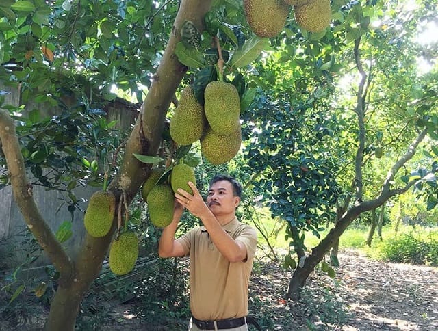 Mơ ăn cả chùm mít có sao không?