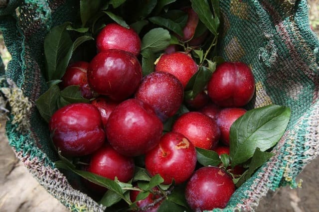 Mơ ăn mận bị đau bụng
