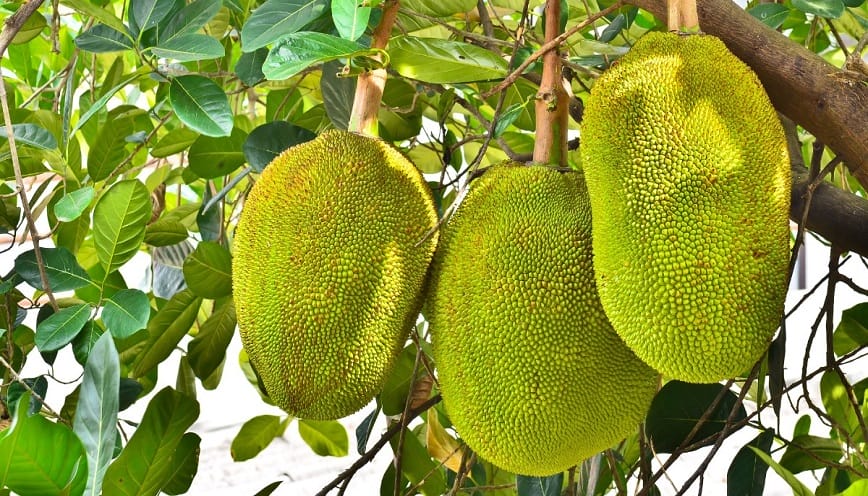 Mơ Thấy Ăn Mít Là Điềm Tốt Hay Xấu? Đánh Đề Số Mấy Trúng Lớn?