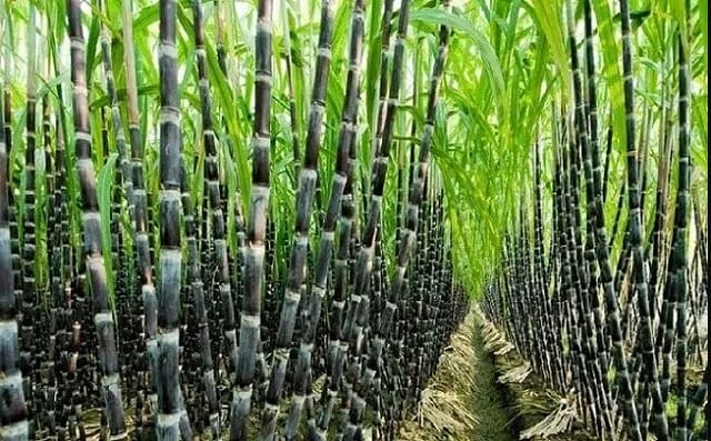 Mơ thấy ăn một vườn mía