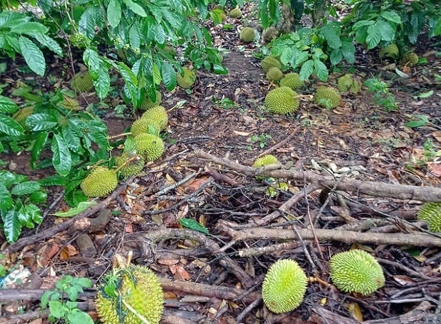 Mộng thấy ăn sầu riêng rụng