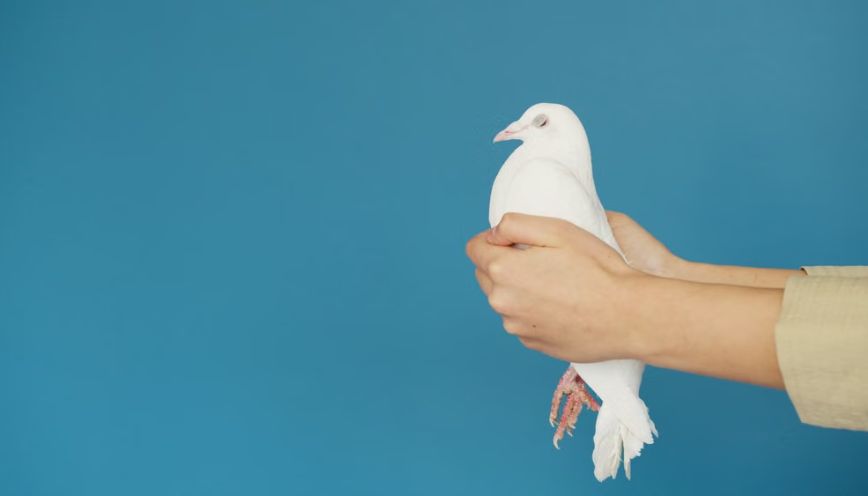 Bắt được chú chim bồ câu
