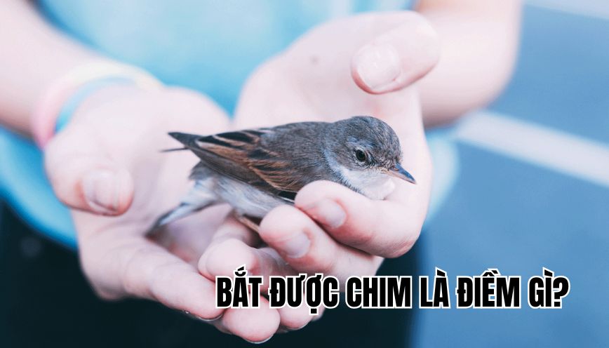 bắt được chim là điềm gì
