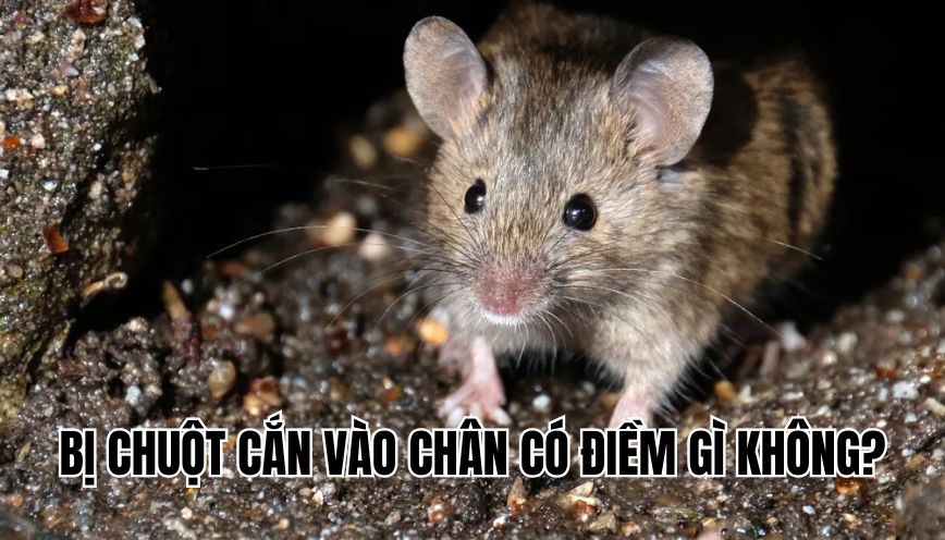 Bị chuột cắn vào chân có điềm gì không