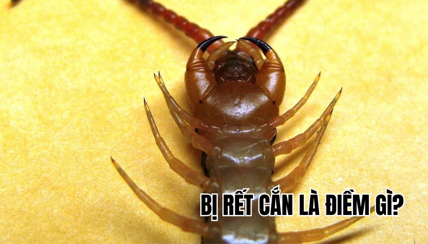 Bị rết cắn là điềm gì