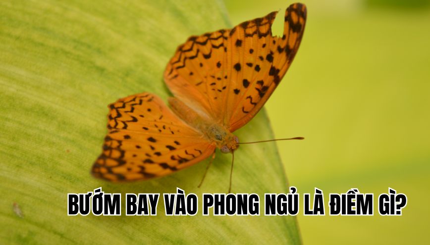 Bướm bay vào phòng ngủ là điềm gì