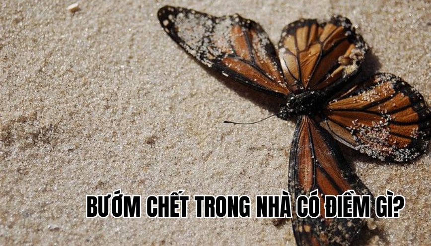 Bướm chết trong nhà có điềm gì