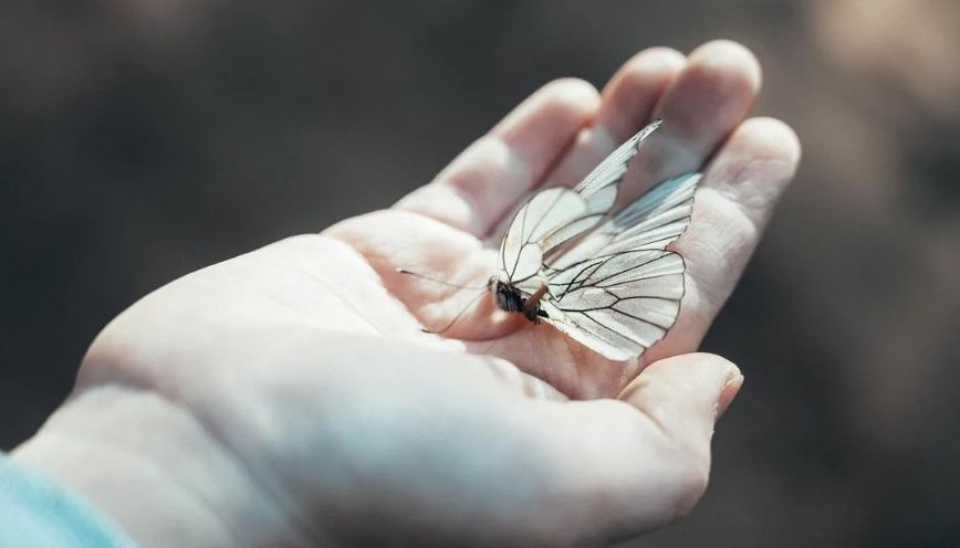 Cách xử lý và ngừa dị ứng khi bướm đậu vào tay