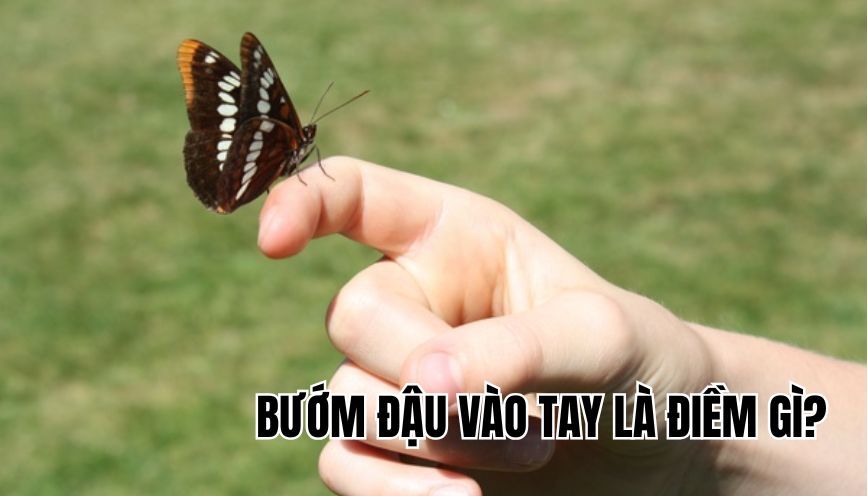 Bướm đậu vào tay là điềm gì