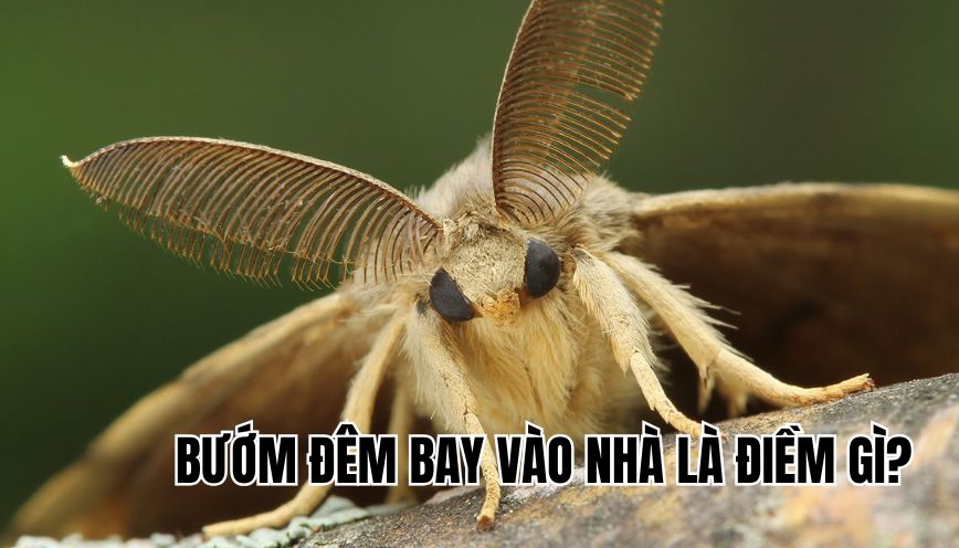 Bướm đêm bay vào nhà là điềm gì