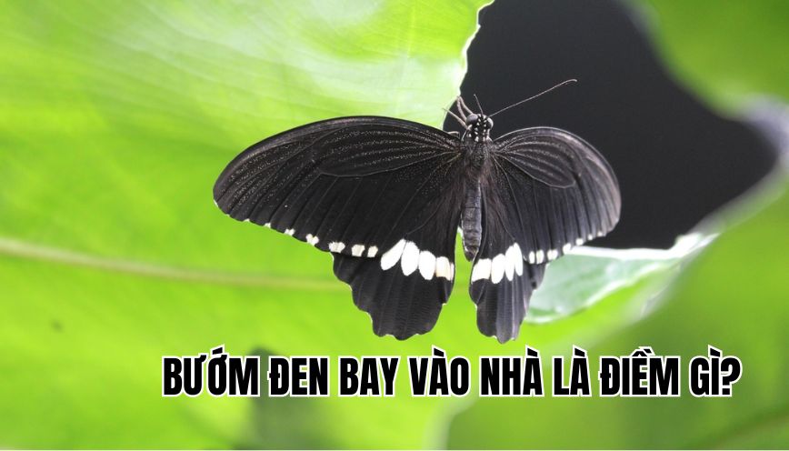 bướm đen bay vào nhà là điềm gì
