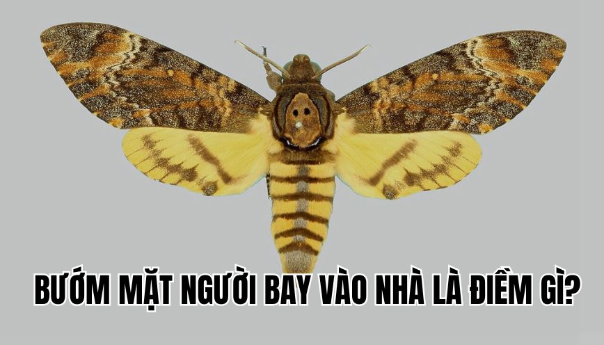 bướm mặt người bay vào nhà là điềm gì?