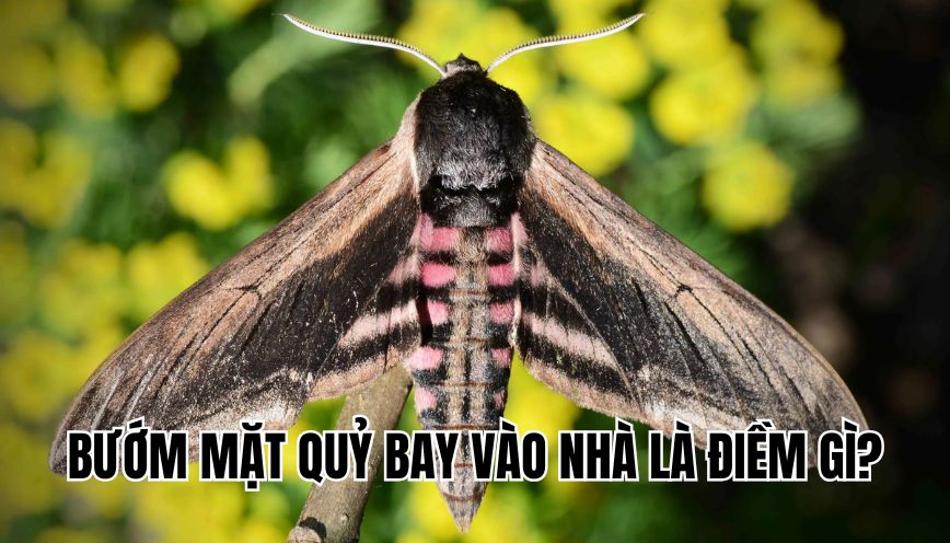 Bướm mặt quỷ bay vào nhà là điềm gì