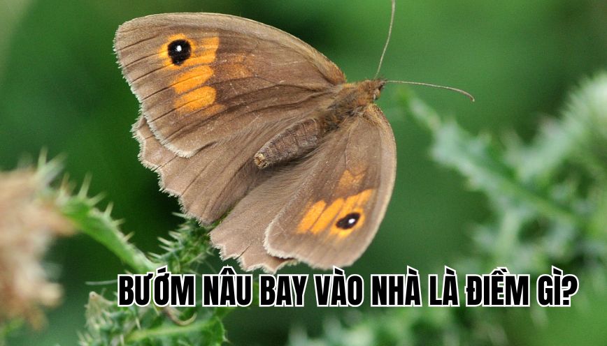 bướm nâu bay vào nhà là điềm gì