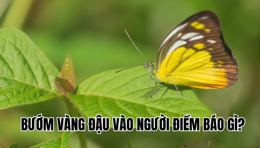 Bướm vàng đậu vào người điềm báo gì