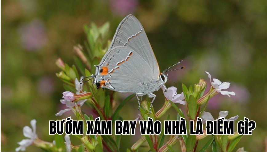 Bướm xám bay vào nhà là điềm gì