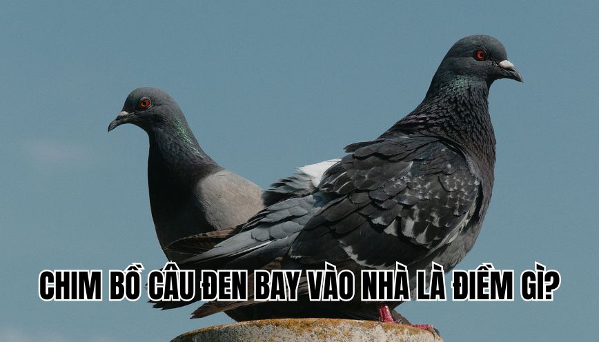 chim bồ câu đen bay vào nhà là điềm gì