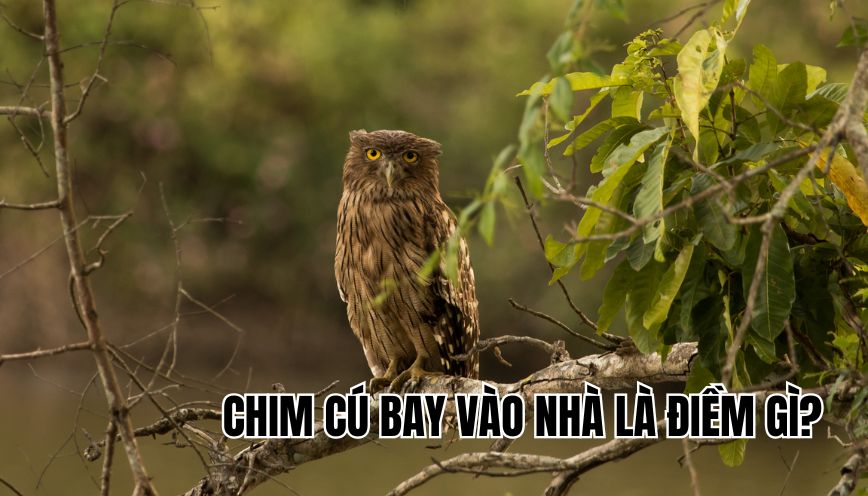chim cú bay vào nhà là điềm gì