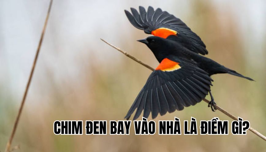 chim đen bay vào nhà là điềm gì