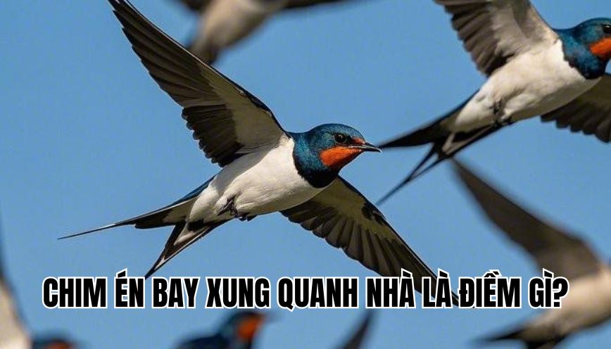 Chim én bay xung quanh nhà là điềm gì