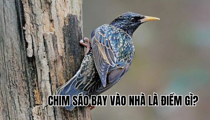 chim sáo bay vào nhà là điềm gì