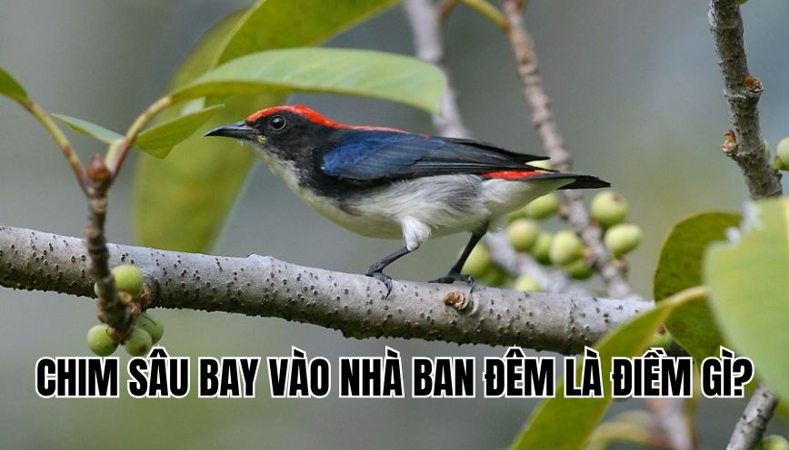 Chim sâu bay vào nhà ban đêm là điềm gì