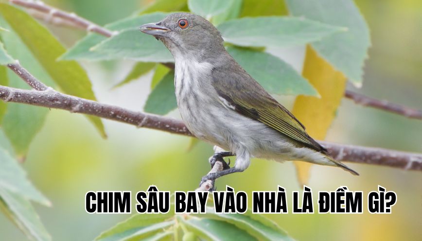 chim sâu bay vào nhà là điềm gì