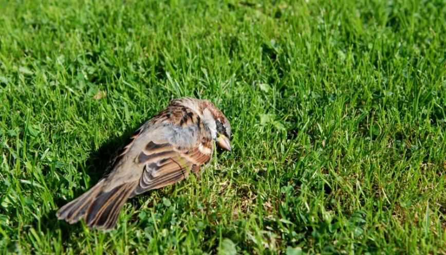 Số may mắn gắn liền với hiện tượng chim sẻ chết trong nhà