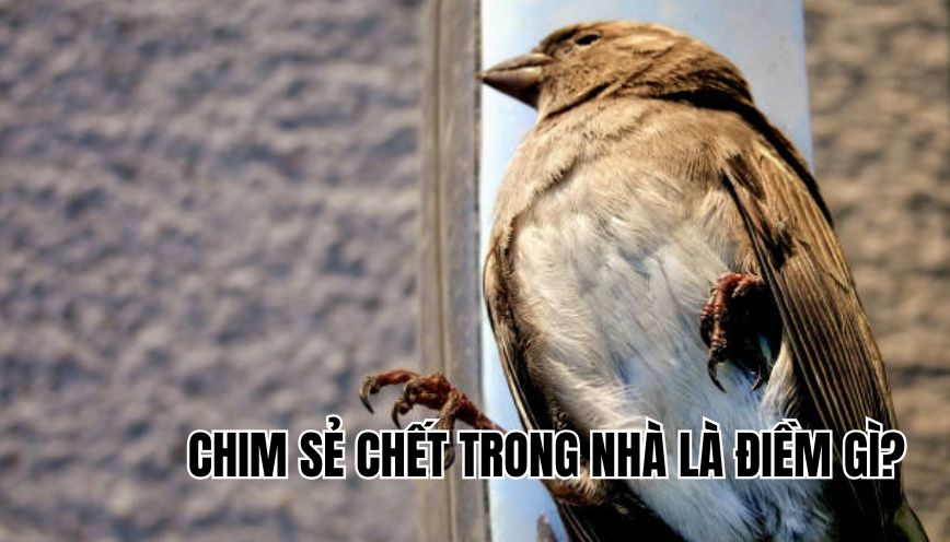 chim sẻ chết trong nhà là điềm gì