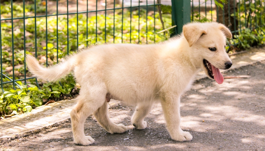 Chó đi vệ sinh trong phòng khách