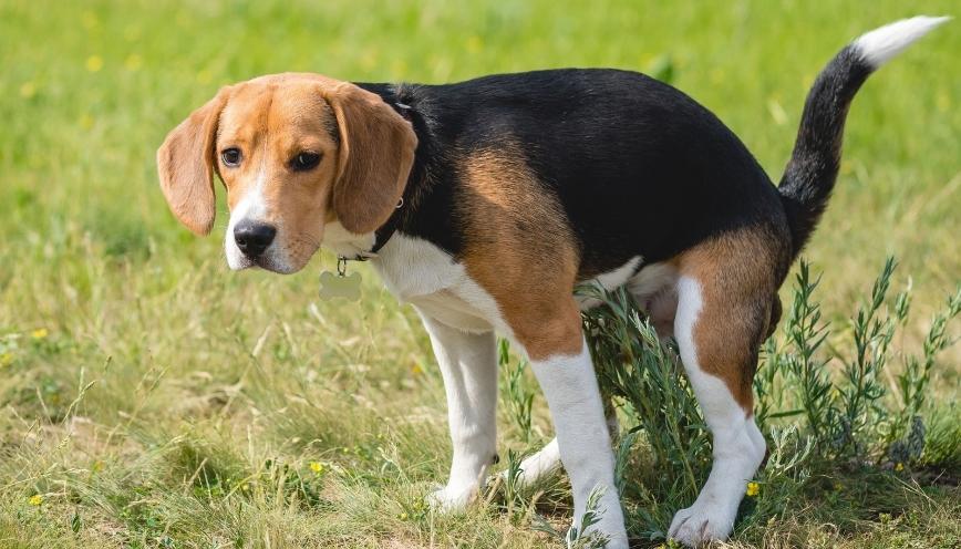 Hướng dẫn xử lý khi chó ị vào nhà