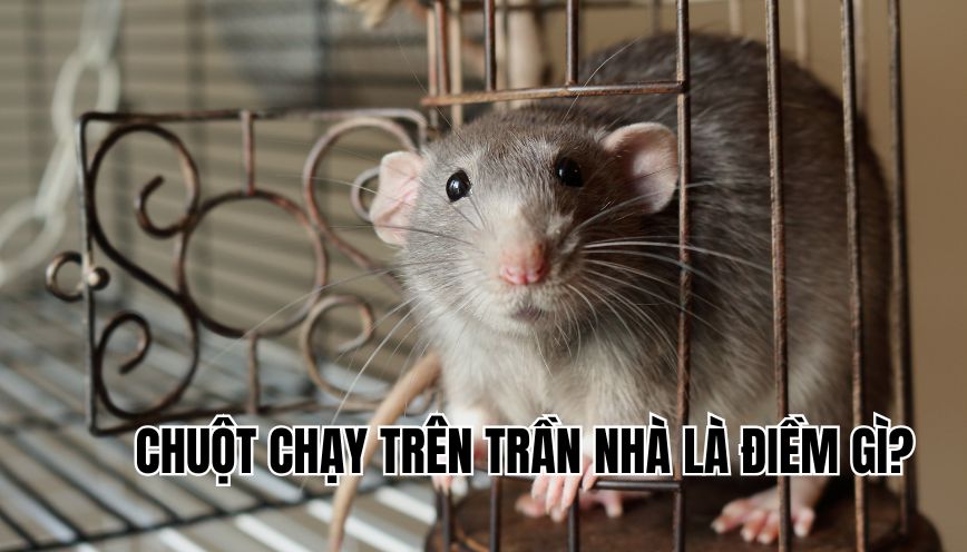 Chuột chạy trên trần nhà là điềm gì?