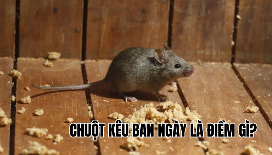 chuột kêu ban ngày là điềm gì