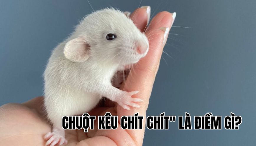 Chuột kêu "chít chít" là điềm gì