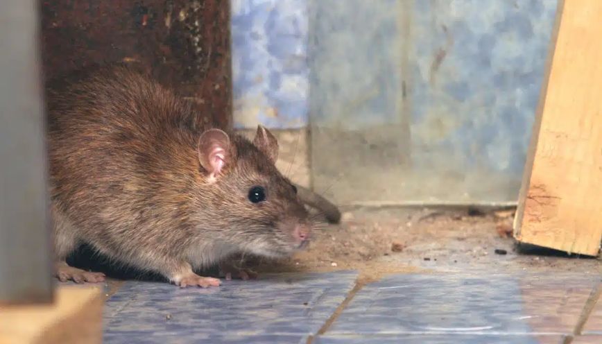 Nghe tiếng chuột kêu trên trần nhà hoặc kẽ tường