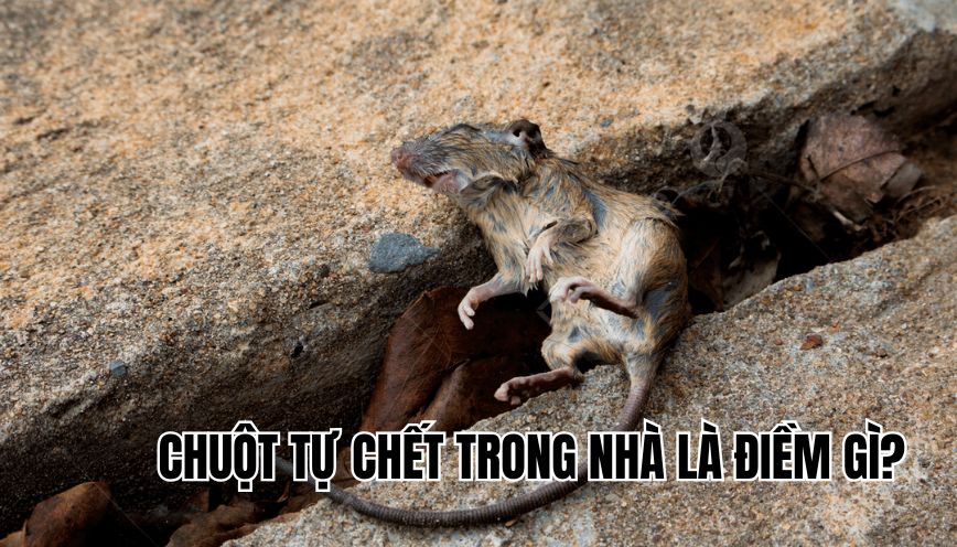 chuột tự chết trong nhà là điềm gì
