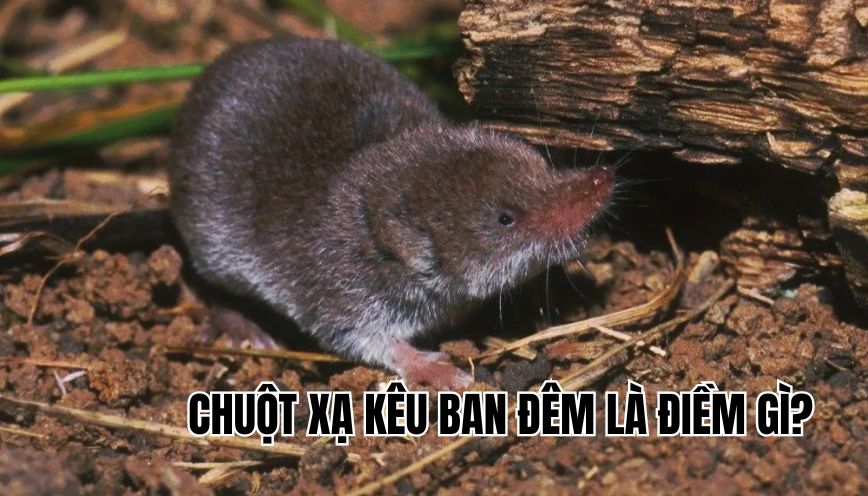 Chuột xạ kêu ban đêm là điềm gì