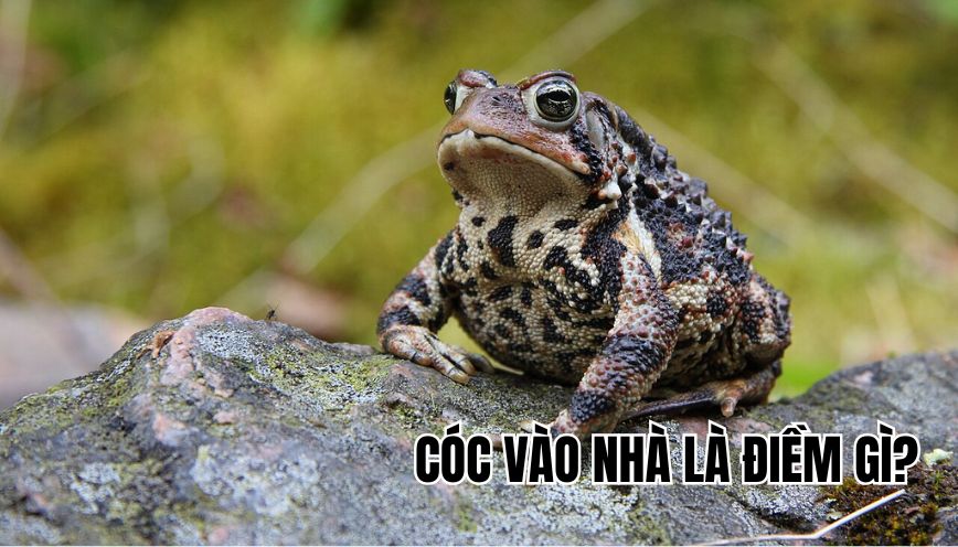 Cóc vào nhà là điềm gì