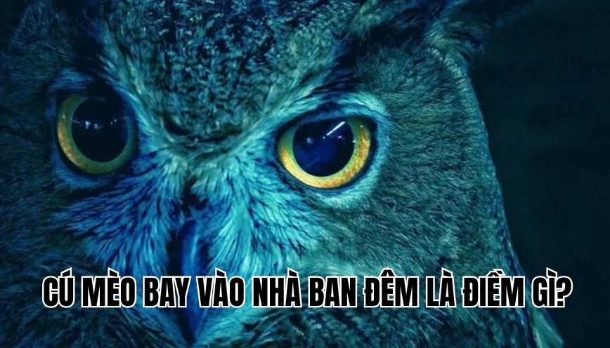 Cú mèo bay vào nhà ban đêm là điềm gì
