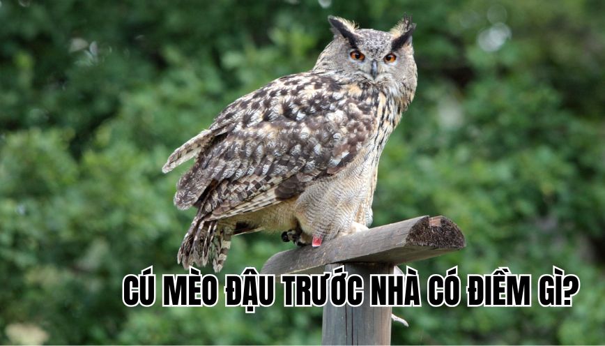 Cú mèo đậu trước nhà có điềm gì