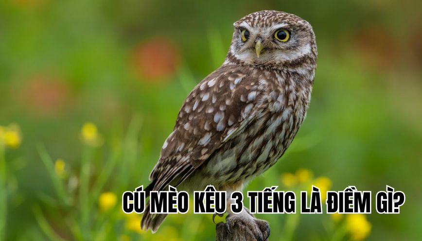 cú mèo kêu 3 tiếng là điềm gì