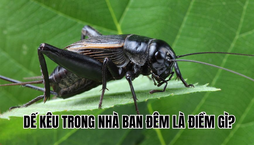 Dế kêu trong nhà ban đêm là điềm gì