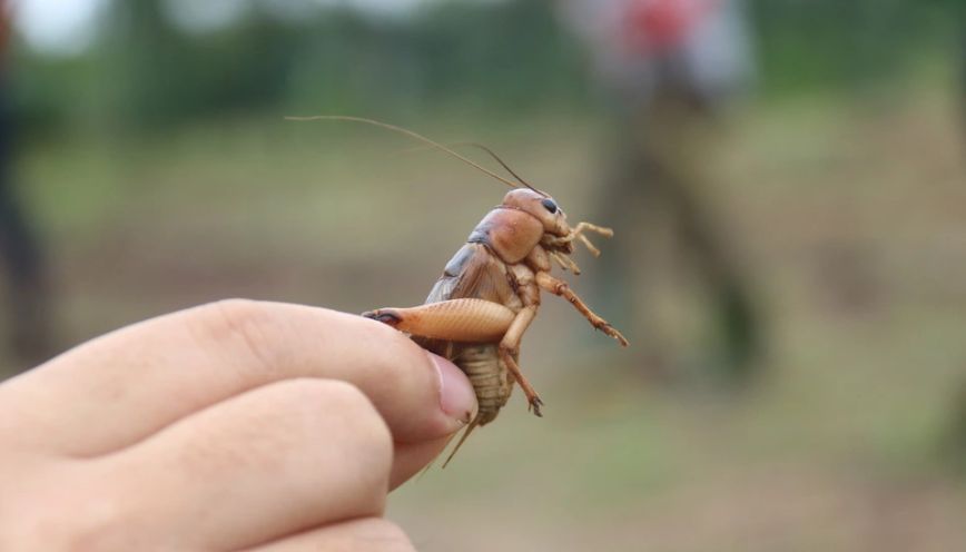 Dế mèn nấp dưới chân giường phòng ngủ
