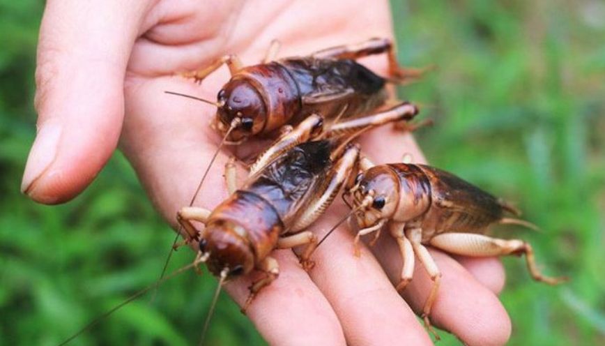 Dế chui vào các kẽ hở trong chậu cây ngoài ban công