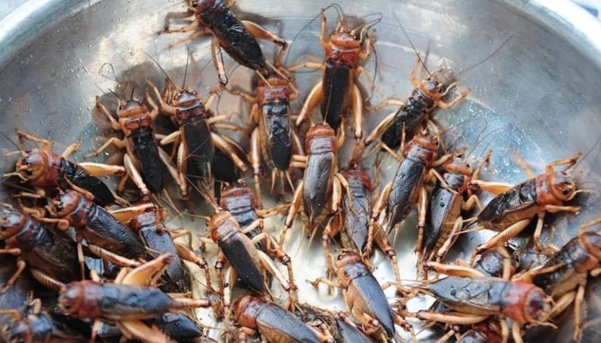 Cách đưa dế ra ngoài nhẹ nhàng và an toàn